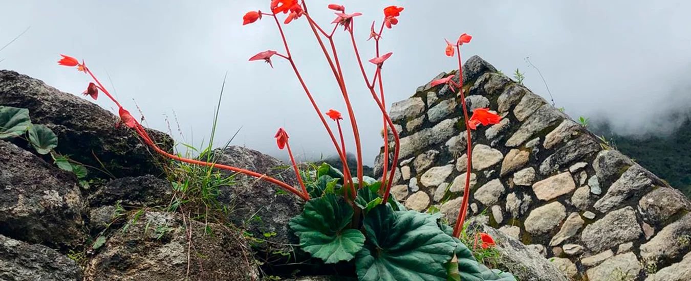 Camino inca Corto y Vinicunca